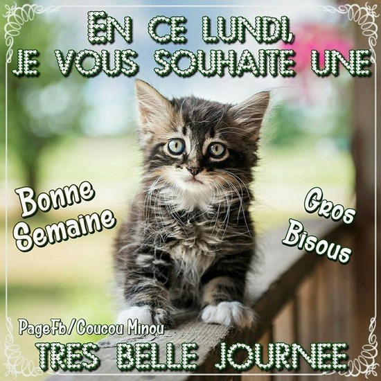 chat-lundi