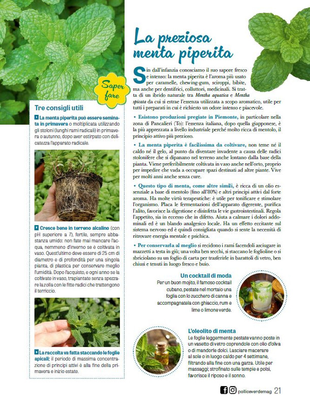 Pol Ver Apr 2026 (6)