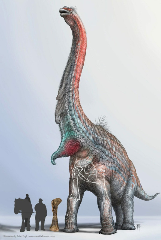 WedelBrachiosaurusFullBody-1374x2048
