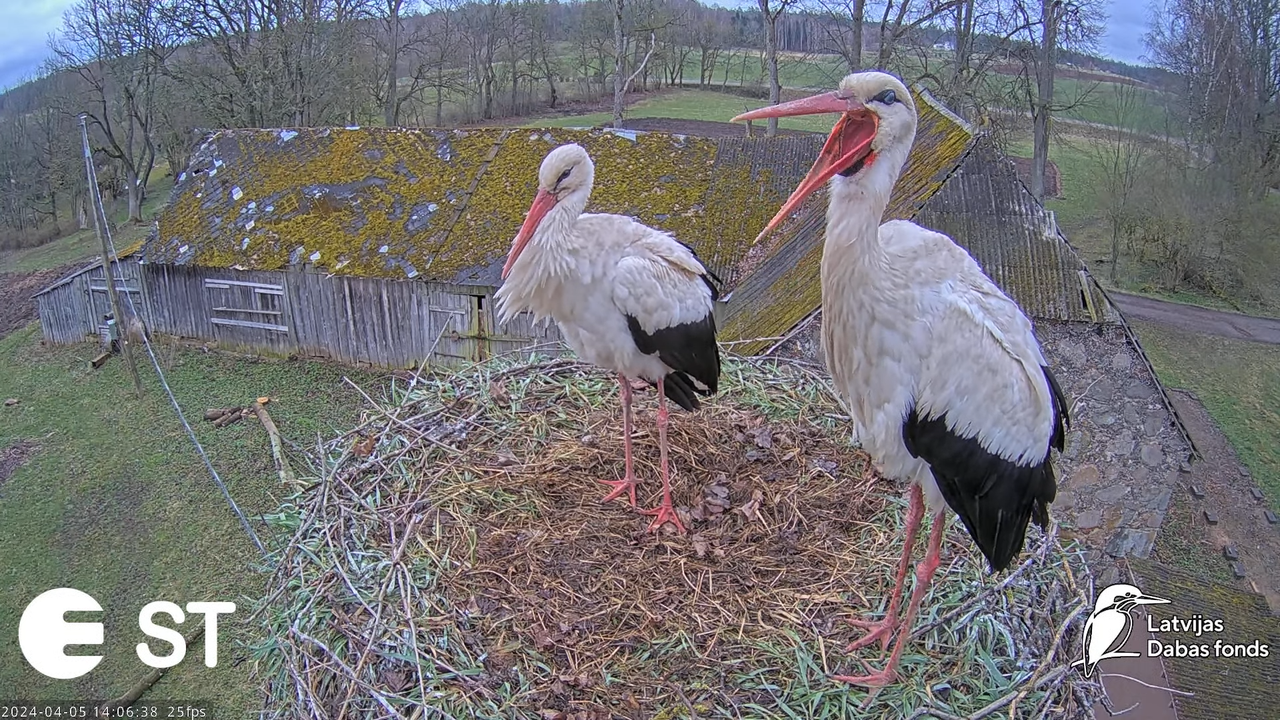 Baltie stārķi (Ciconia ciconia) Tukuma novadā - LDF tiešraide __ White storks in Tukums, Latvia 3-58