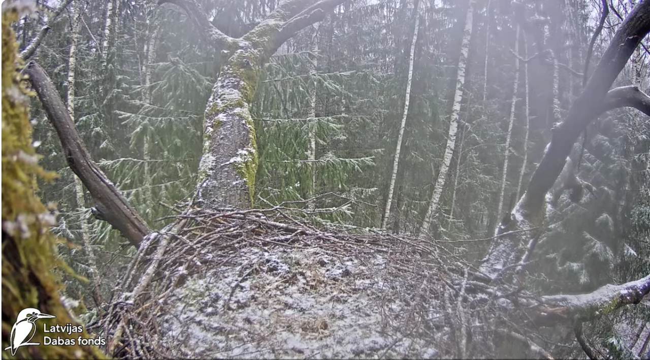 Screenshot 2024-04-03 at 16-03-30 (7) Melnais stārķis (Ciconia nigra) Ogres novadā - LDF tiešraide -