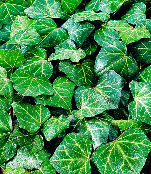 hedera