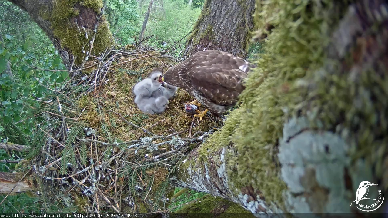 Melnās klijas (Milvus migrans) Kurzemē_ peļu klijāni (Buteo buteo) 12-33-37 screenshot
