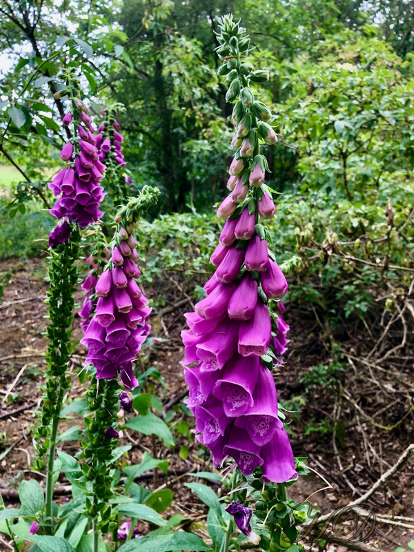 foxgloves-woods-home-HD.jpg