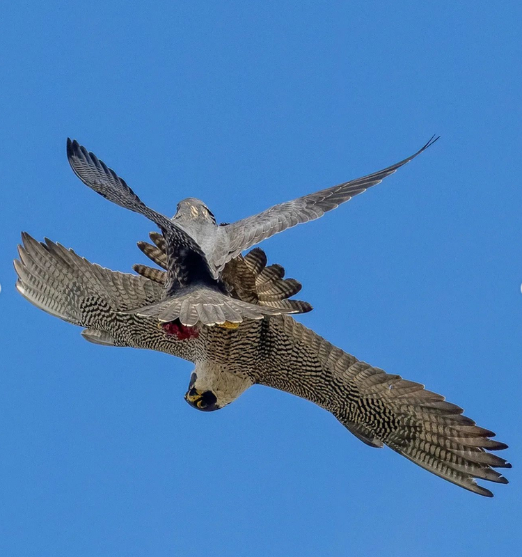 Screenshot 2022-07-14 at 14-45-36 Moon Rabbit Rising (@moon_rabbit_rising) • Instagram photos and vi