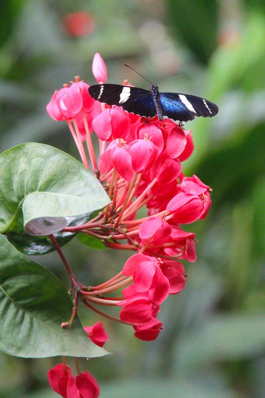 DE TORTUGAS Y PEREZOSOS. COSTA RICA 2019 - Blogs de Costa Rica - DIA 11: TIROLINAS EN MONTEVERDE Y TOUR NOCTURNO POR LA SELVA (47)