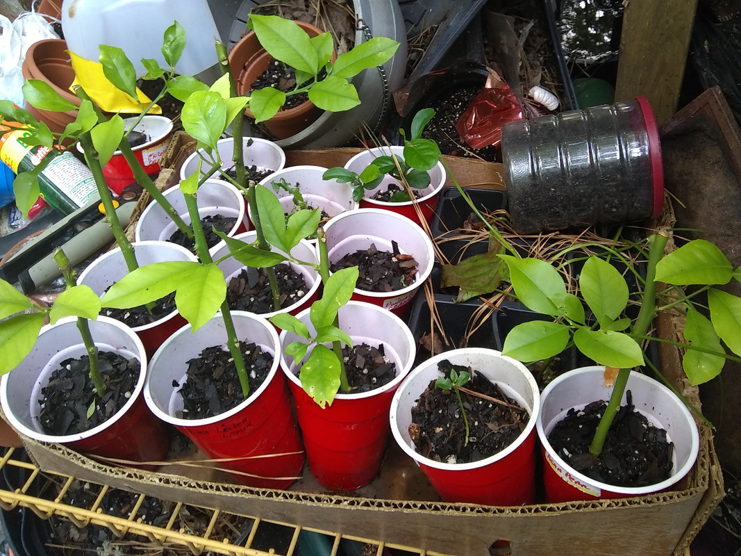 lisbon cuttings