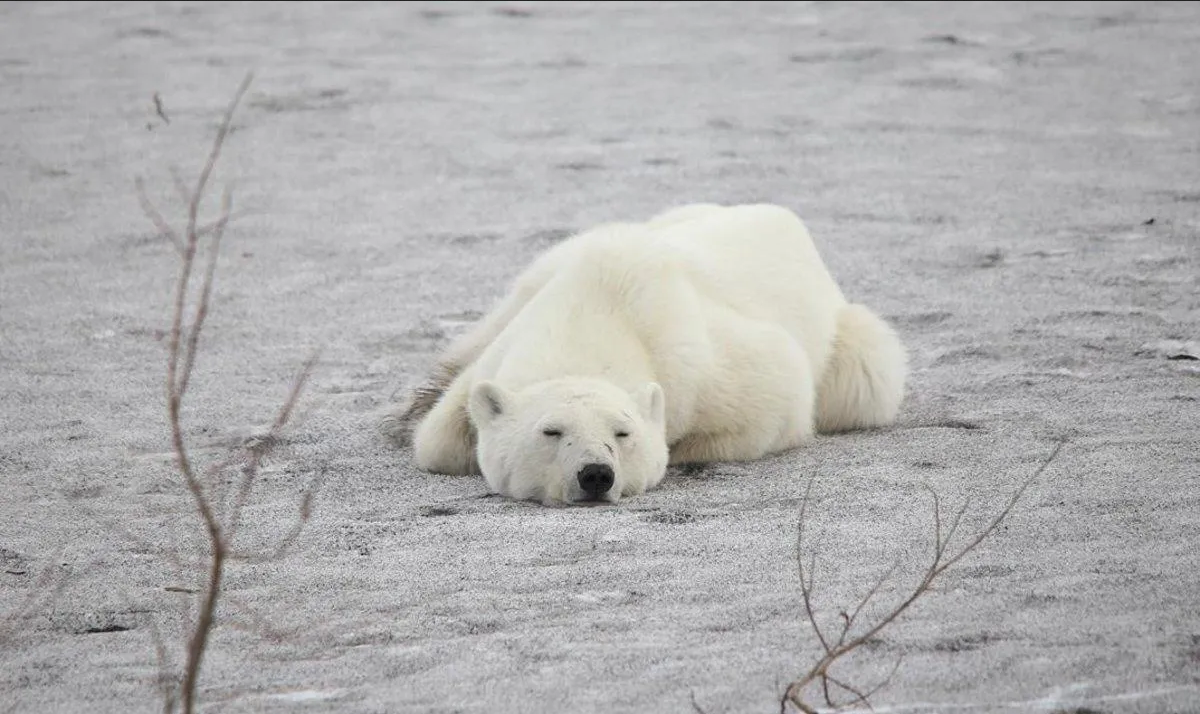 Alerta mundial por muerte de oso polar de gripe aviar en Alaska