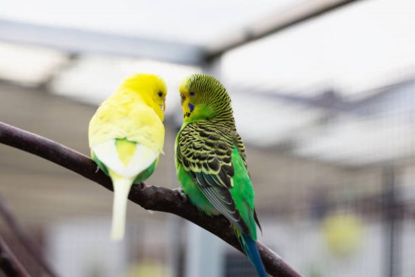 Budgie-10.jpg