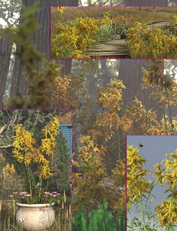 Golden Rod – Prairie Wild Flowers