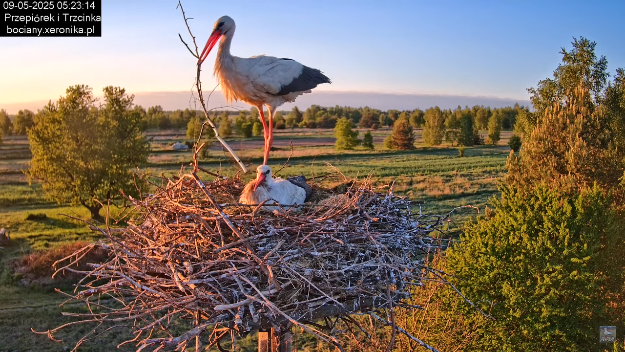09052025bociany8