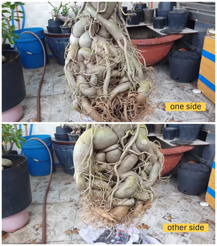 seed-grown-adenium-super-root-whole-view.jpg