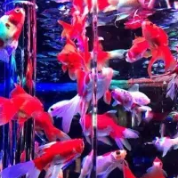 Screenshot 2026 03 11 at 11 56 51 (2) Discord general hi