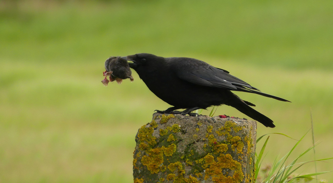 CROW 8 070724