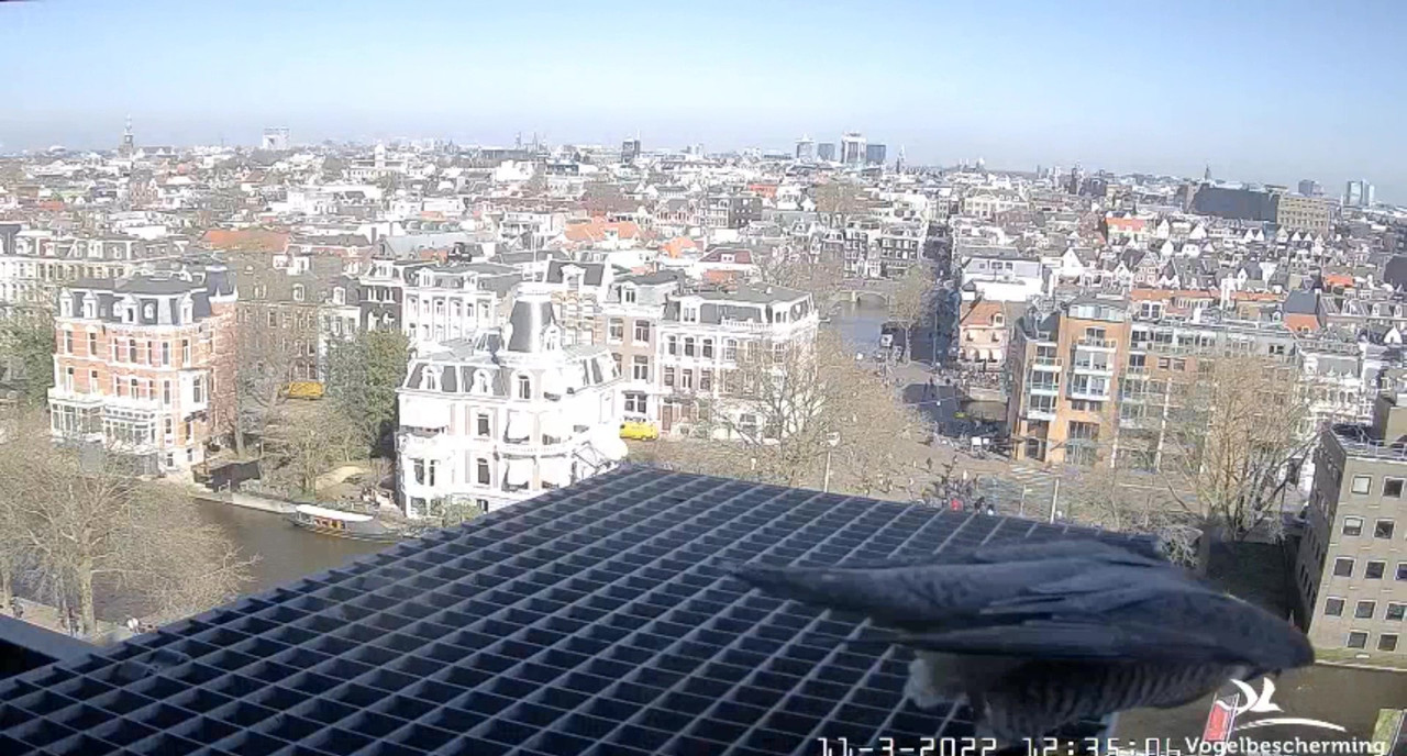 Amsterdam/Rijksmuseum screenshots © Beleef de Lente/Vogelbescherming Nederland Video-2022-03-11-123552-Moment-5