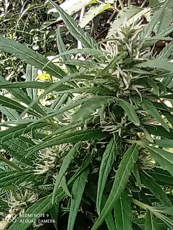 IMG_20201124_083555_1