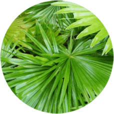 expansion of the Prostate Gland