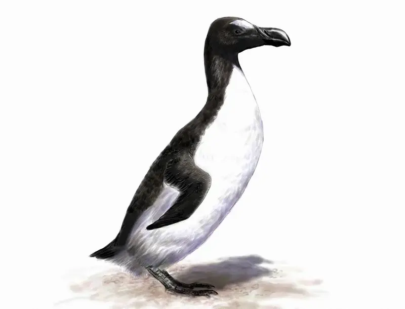 grand pingouin