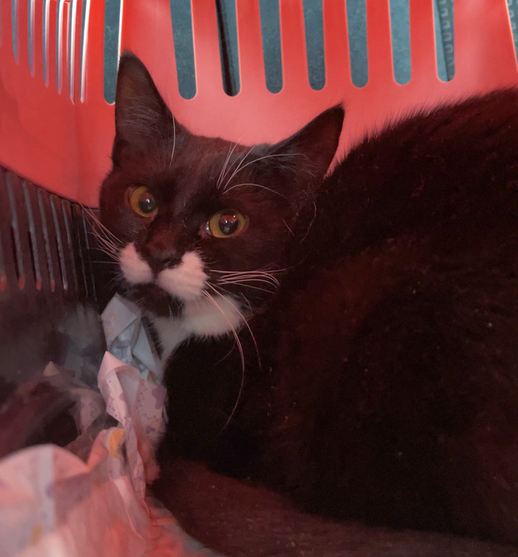 CDD2E8F6-0167-4CCB-BA11-BD9819B3B540