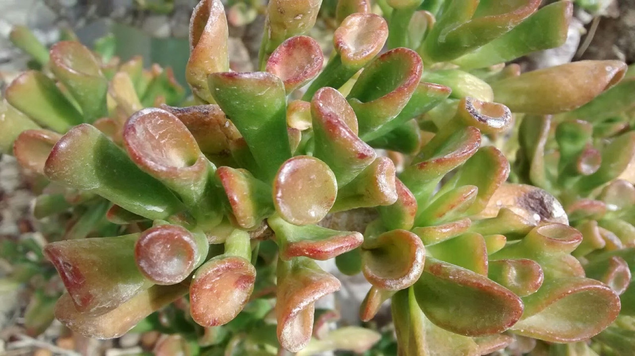 Feng Shui ¿En qué lugares nunca debes poner a la suculenta oreja de Shrek?