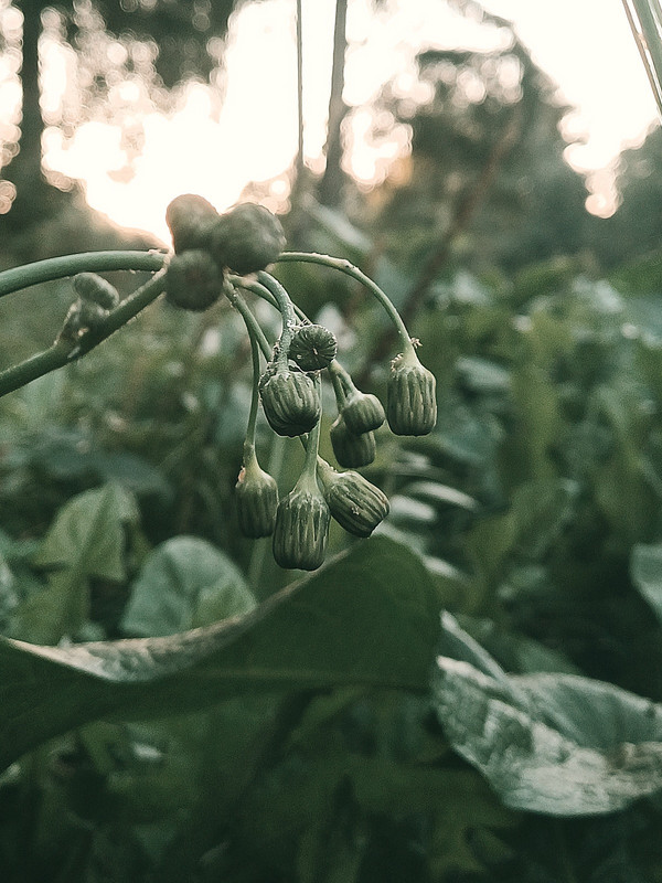 Sirvėtos regioninis parkas