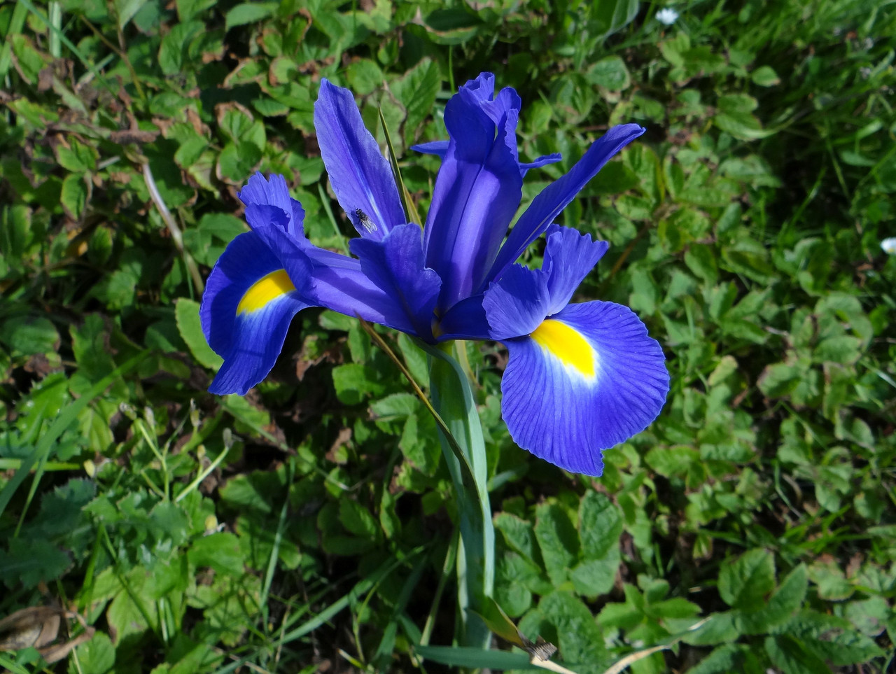 BLUE FLAG 3
