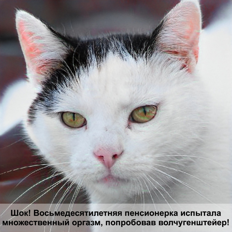 лысый манчкин кошка