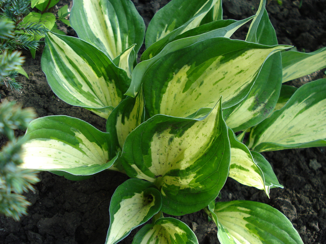 Revolution в мае