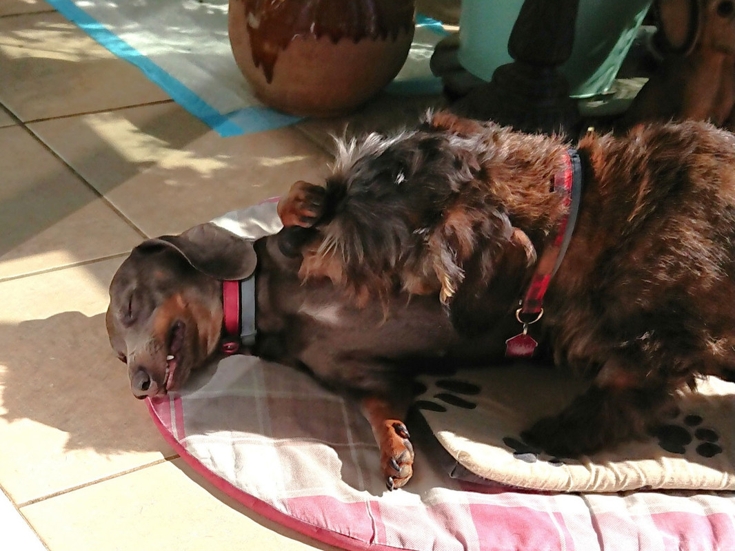 [Image: DSC-3778.jpg]