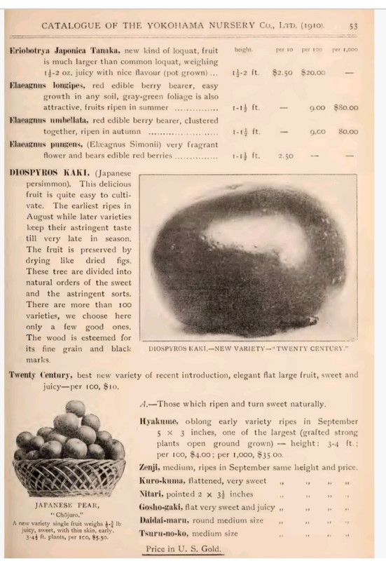 Yokohama nursery 1910 11 edit 350249042862065