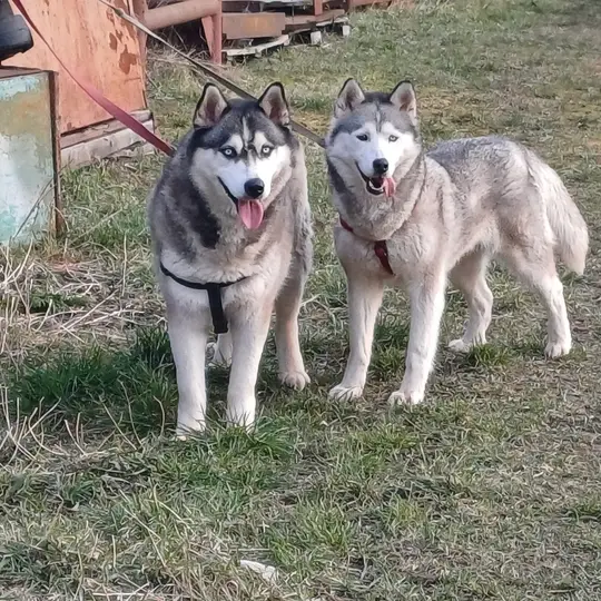 Husky Rescue Story