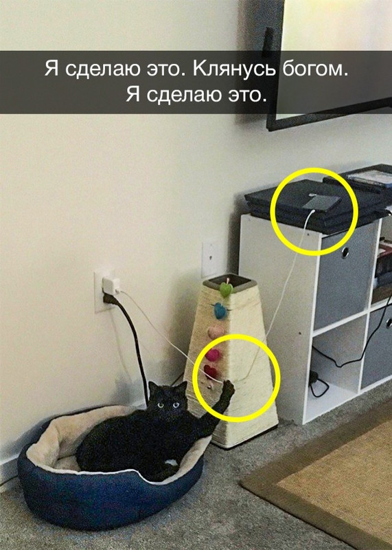 12 историй о домашних животных, с которыми никогда не бывает скучно