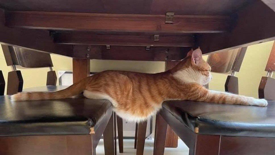 Dinner-Table-Cat.jpg