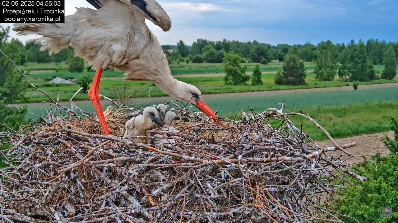 02062025bociany1