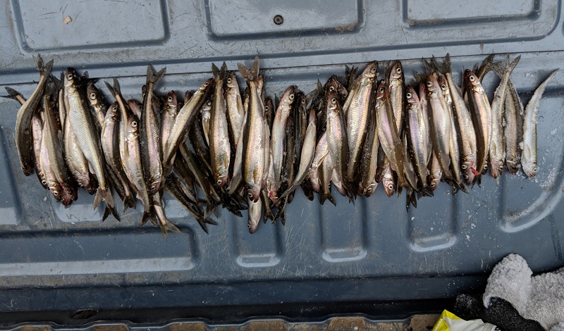 smelt