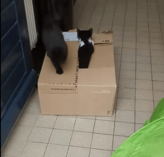 96954910355515c904c347a21ed78a6b.gif