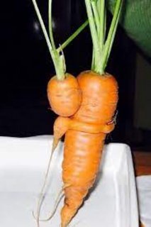 CARROTS-HUGGING