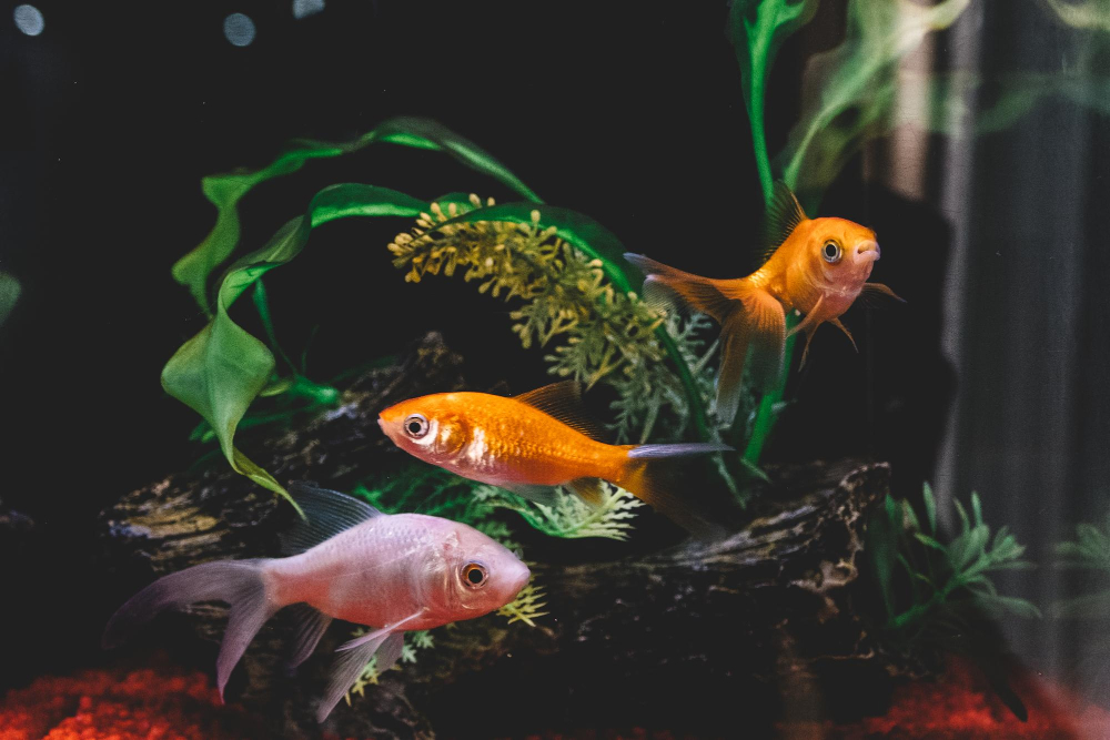 Рыбы аквариумные
