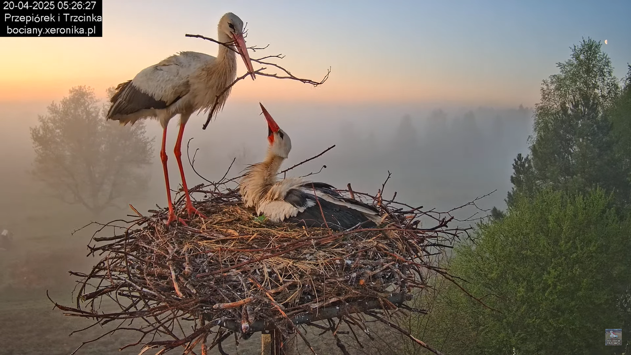 20042025bociany5