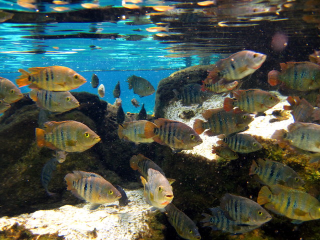 Equipo de Snorkel: recomendaciones y consejos - Riviera Maya - Foro Riviera Maya y Caribe Mexicano