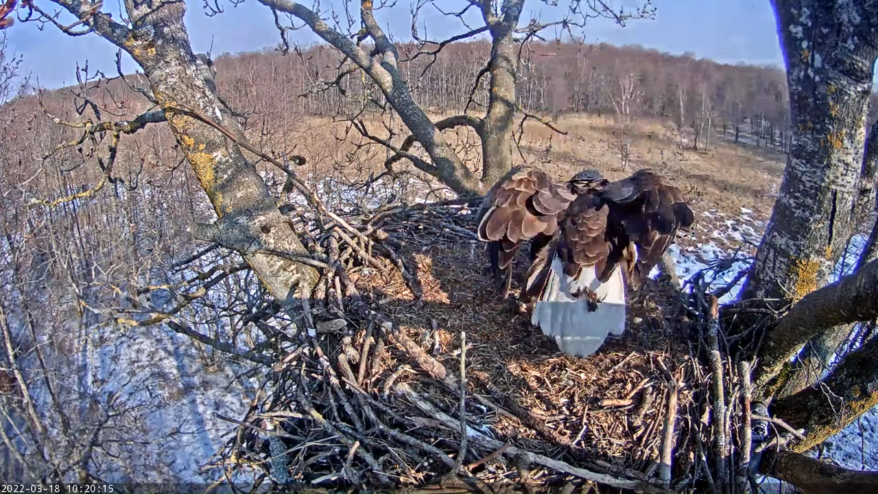 Merikotkas__Haliaeëtus albicilla 10-25-50 screenshot