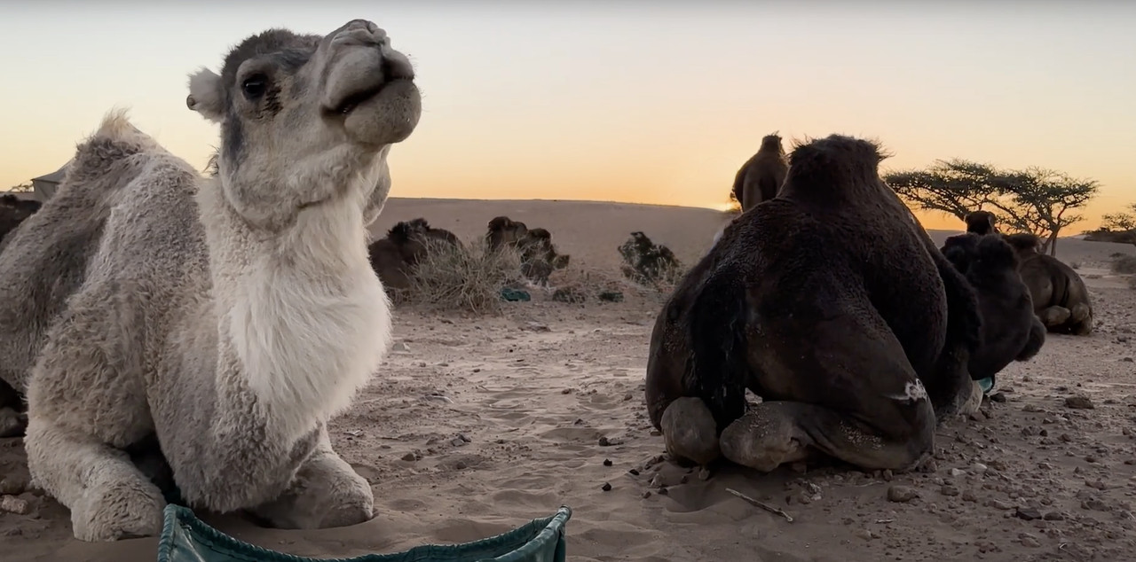 Esmara, un espejismo en el desierto - El Sahara Occidental (21)