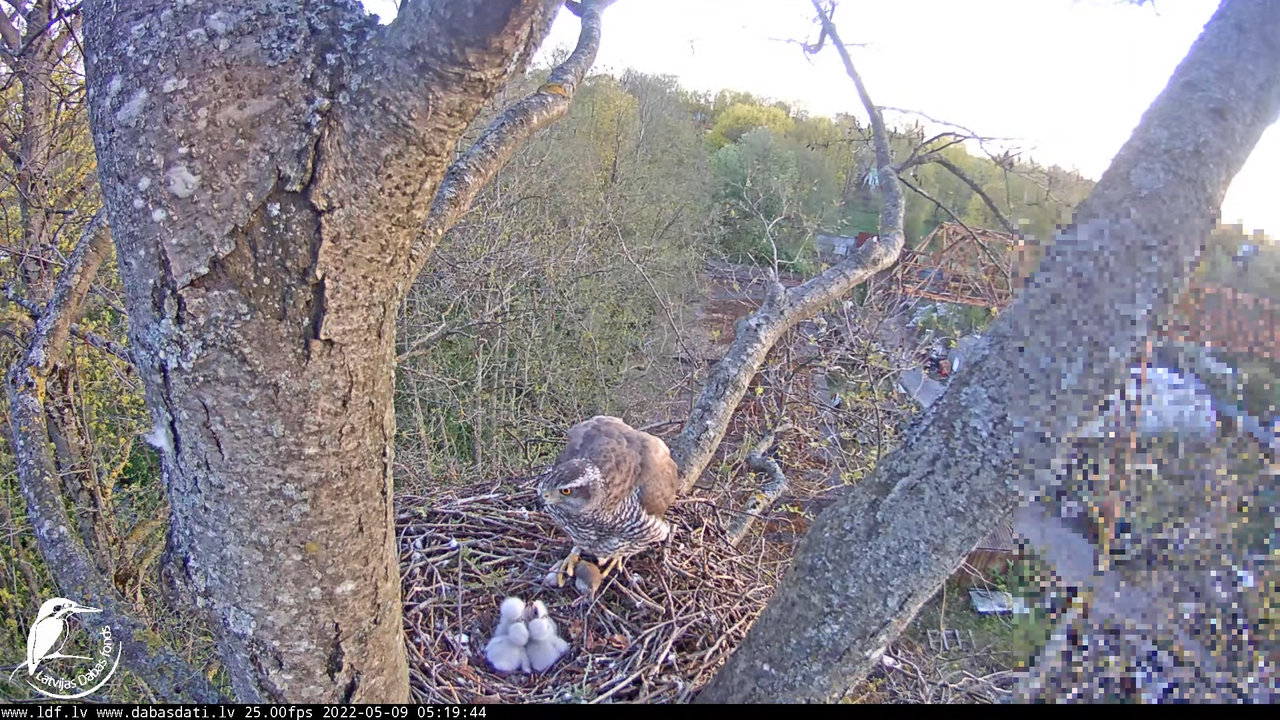 Vistu vanags (Accipiter gentilis) Rīgā - LDF tiešraide __ Goshawks, Riga, Latvia 8-44-44 screenshot