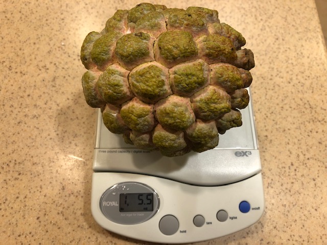 1pound 5.5oz
