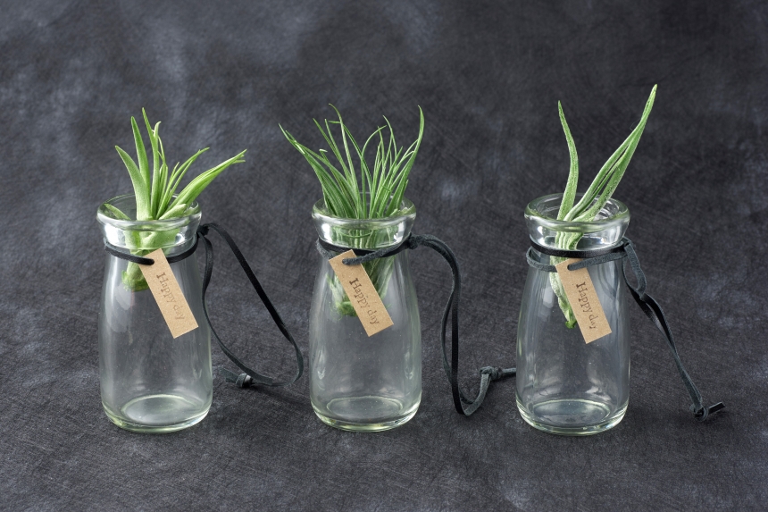 水やり不要のエアプランツ