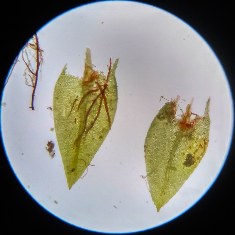 IMG 20250617 114930 HDR