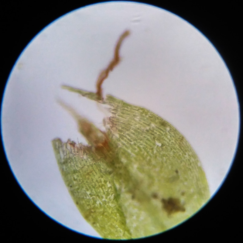 IMG 20250617 114653 HDR