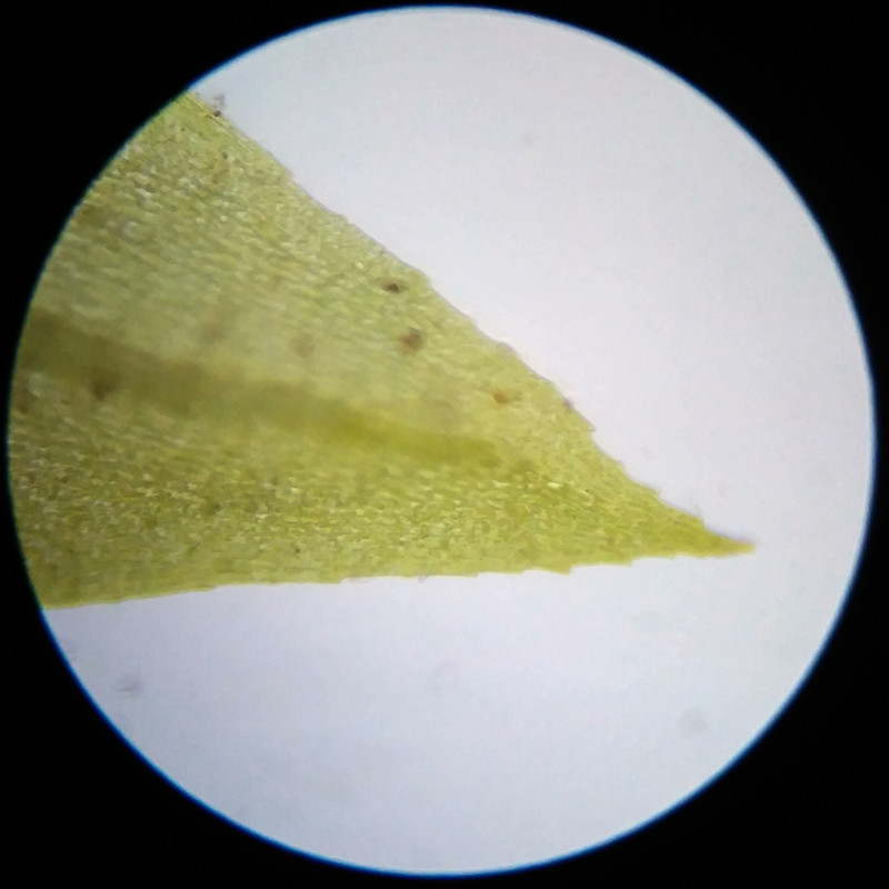 IMG 20250617 114756 HDR