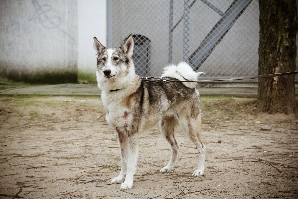 Белка Лимевы1