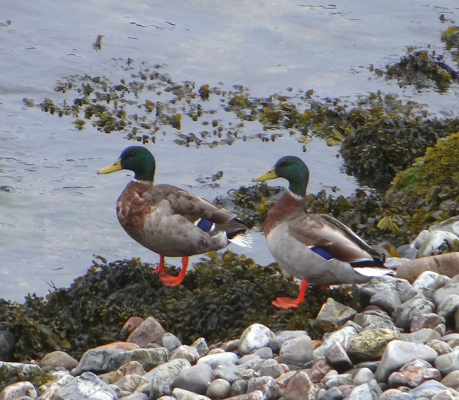 MALLARD DRAKES 1 210424